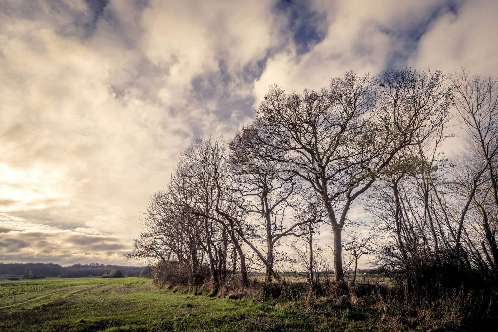 Dark trees by a field in the late autumn