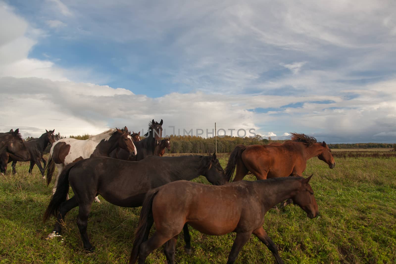 Horses in Field by desant7474
