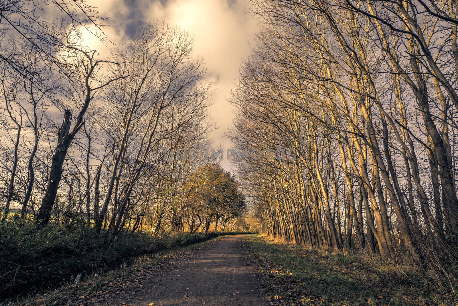 Tall trees without leaves by a nature road in the late autumn