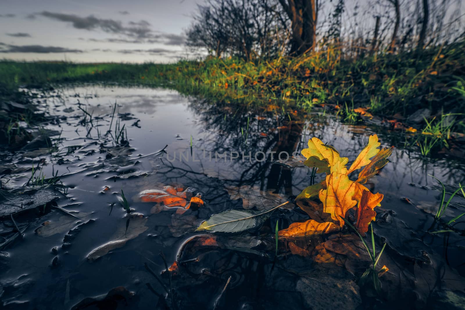 Autumn maple in a dark puddle in the fall