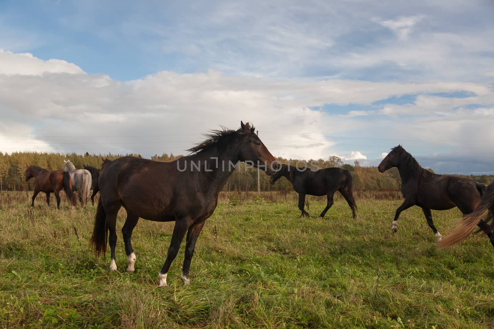 Horses in Field by desant7474