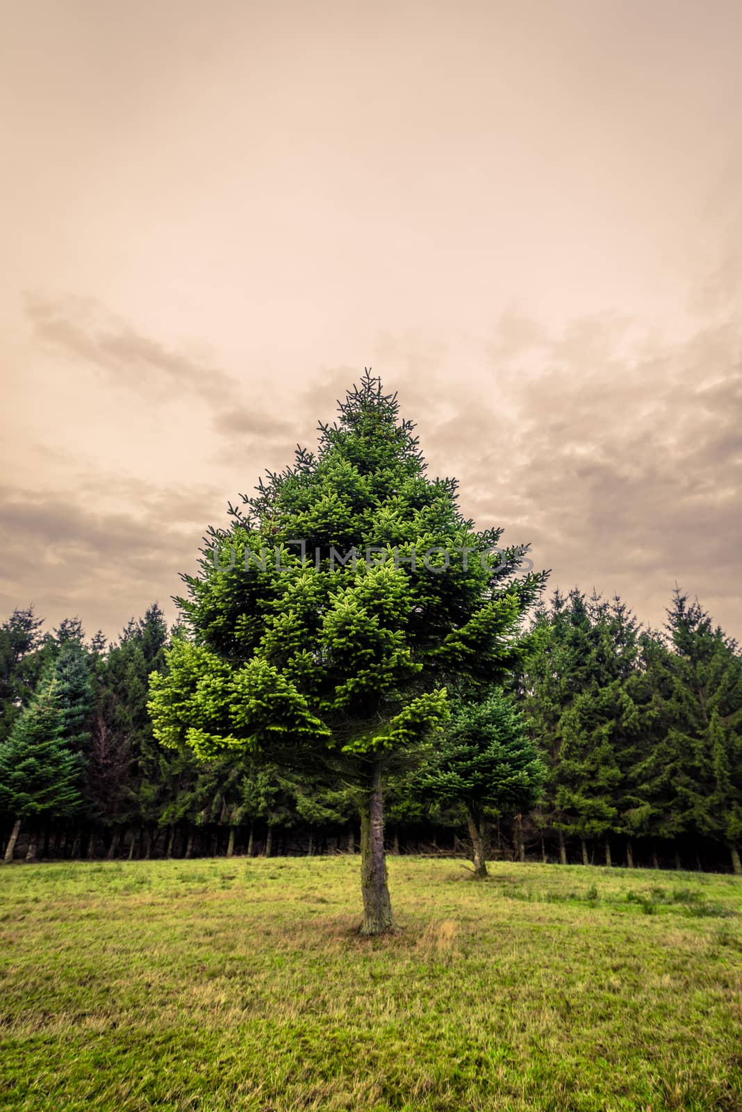 Pine tree on a green meadow by Sportactive