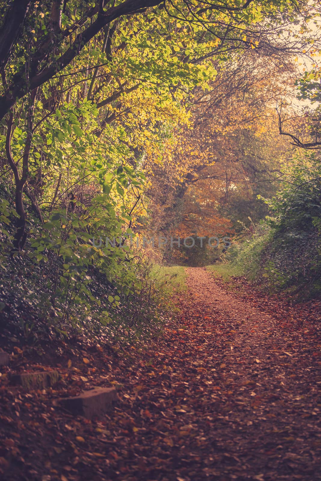 Autumn leaves on a road in the forest by Sportactive