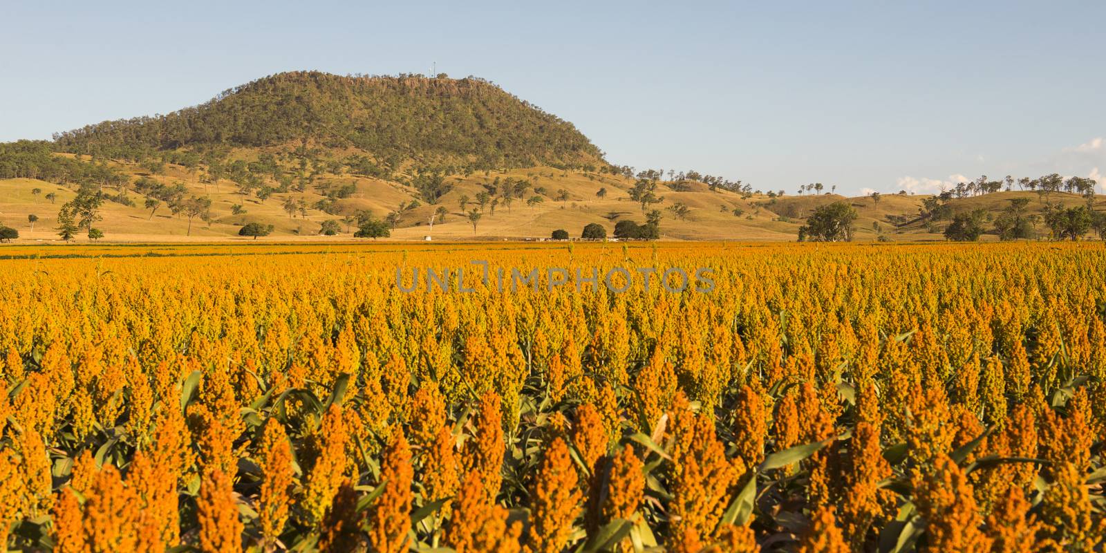 View of Mount Walker and Sorghum in the afternoon in Queensland, Australia