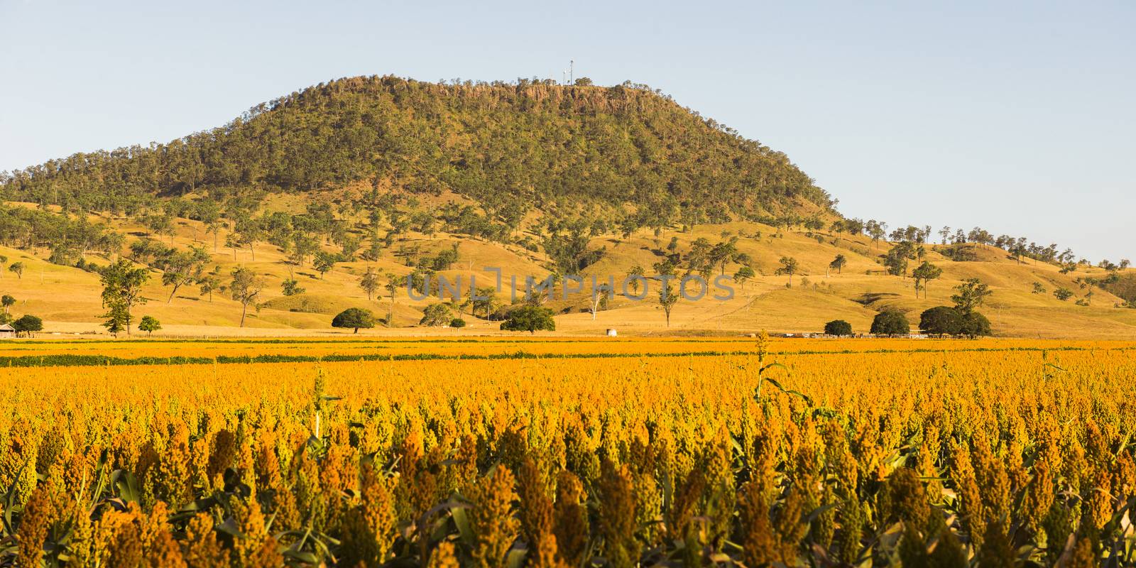 View of Mount Walker and Sorghum in the afternoon in Queensland, Australia