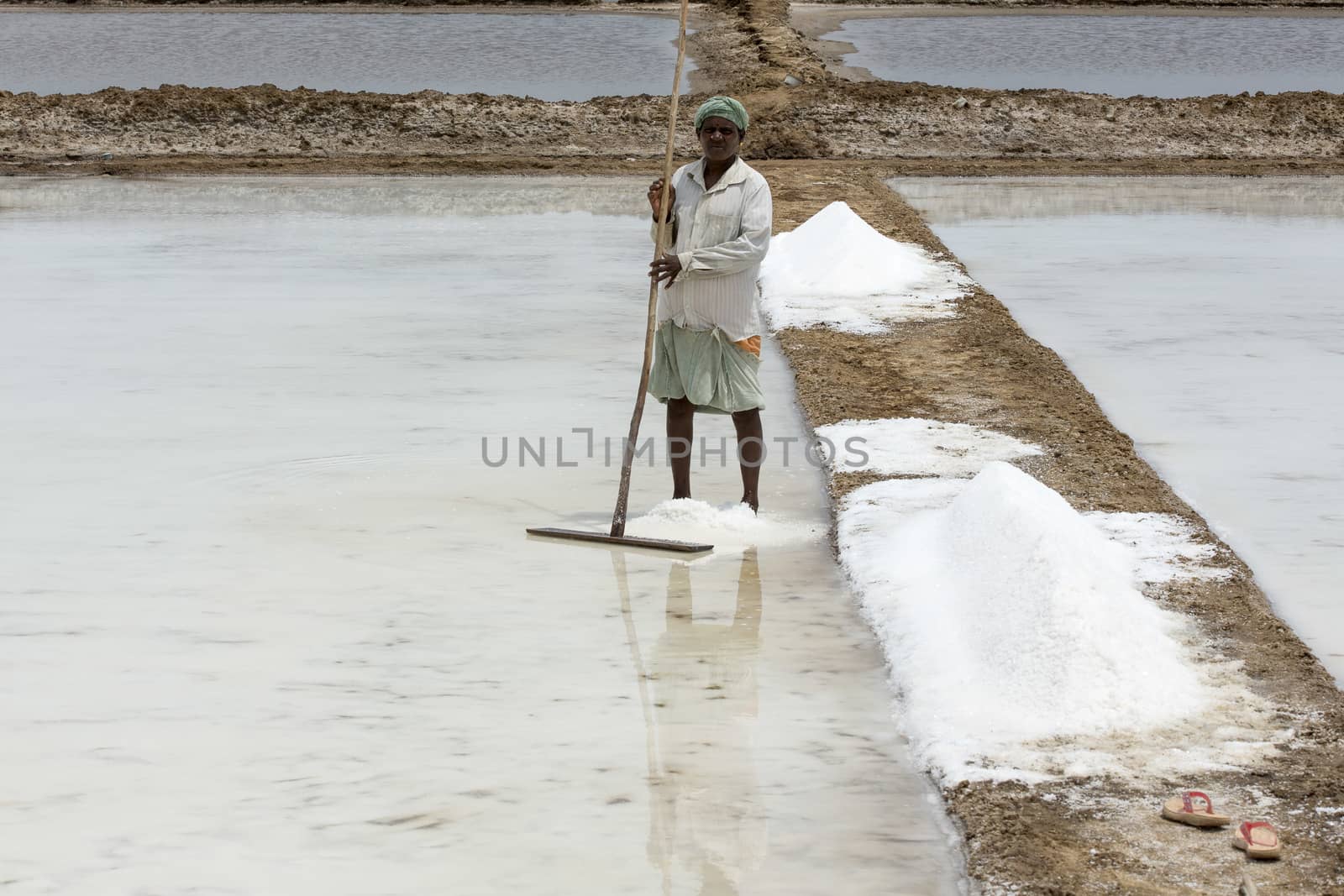 Agriculturist is harvesting salt farm, Pondicherry arera by CatherineL-Prod