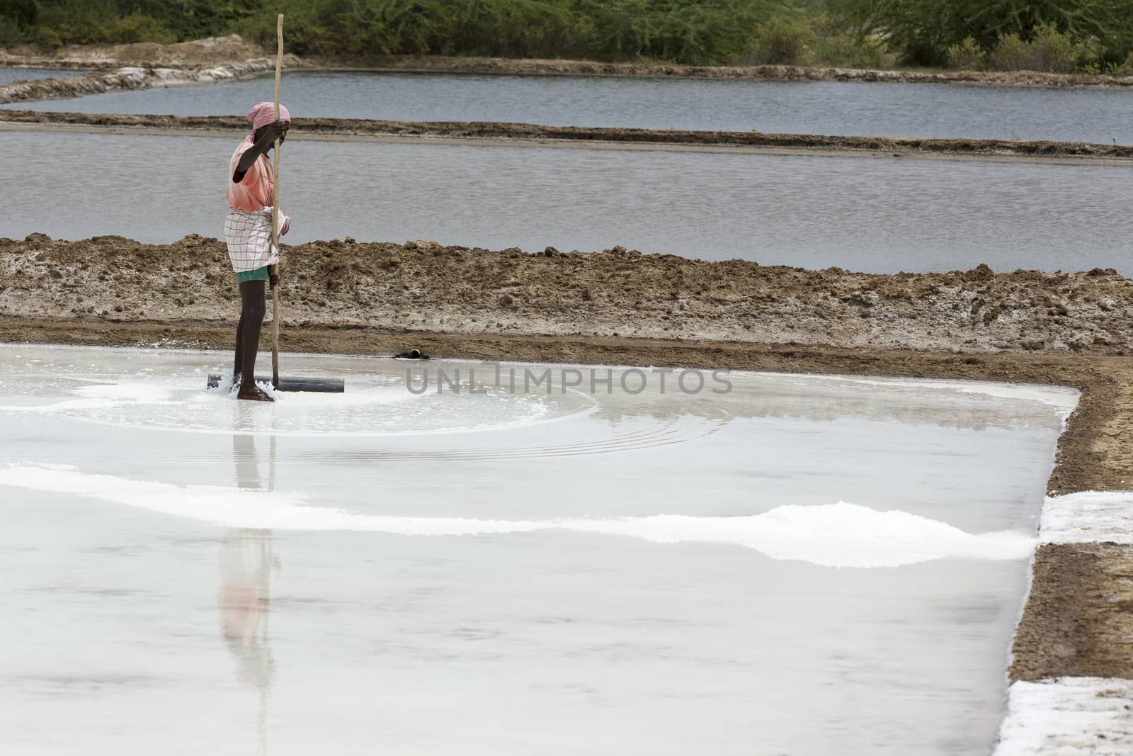 Agriculturist is harvesting salt farm, Pondicherry arera by CatherineL-Prod