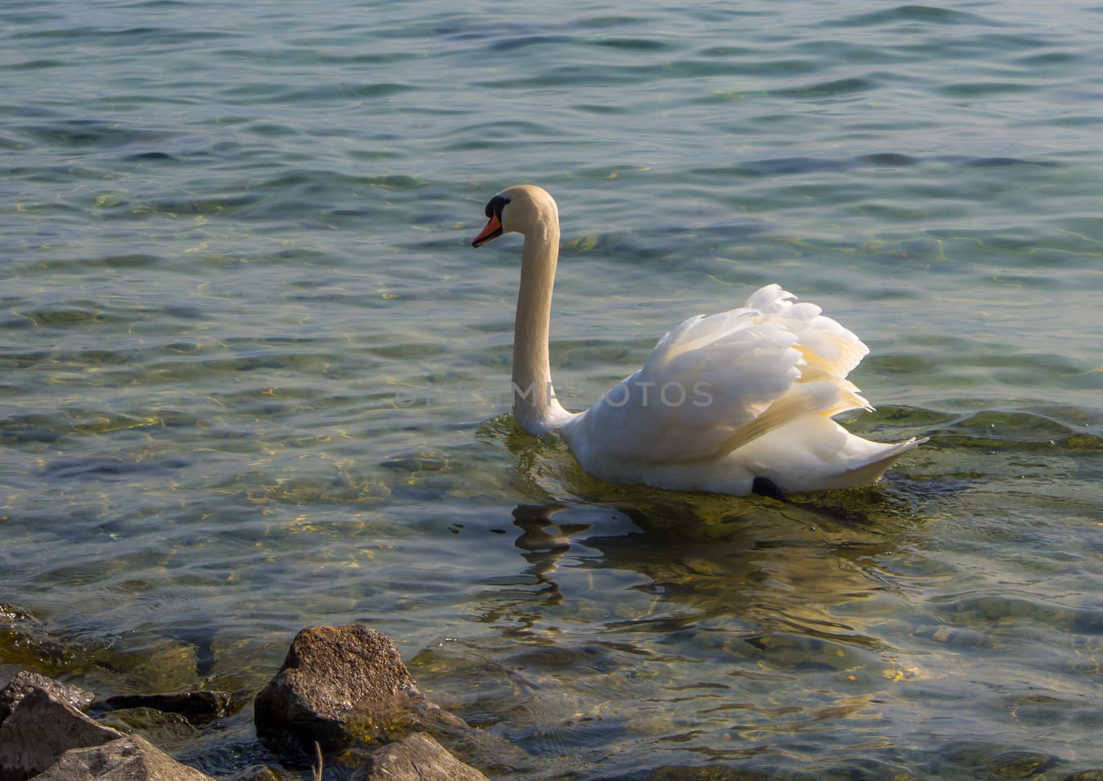 White swan swimming on a clear  lake