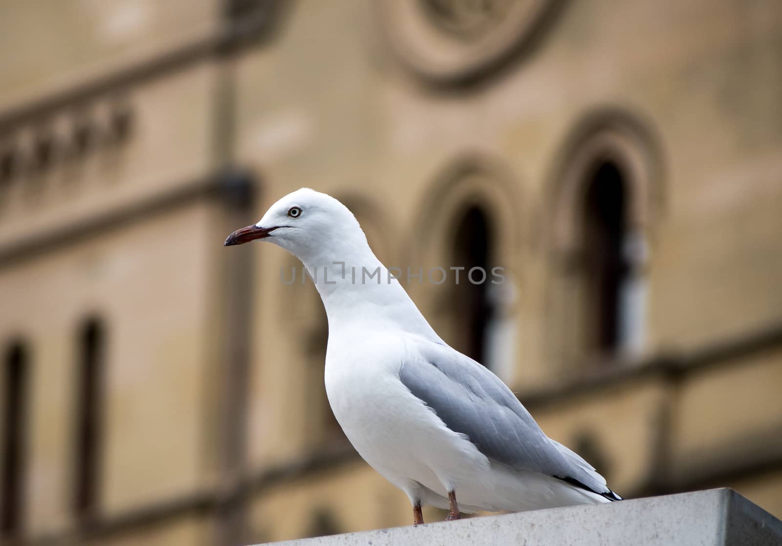 Seagull in city centre watching for food