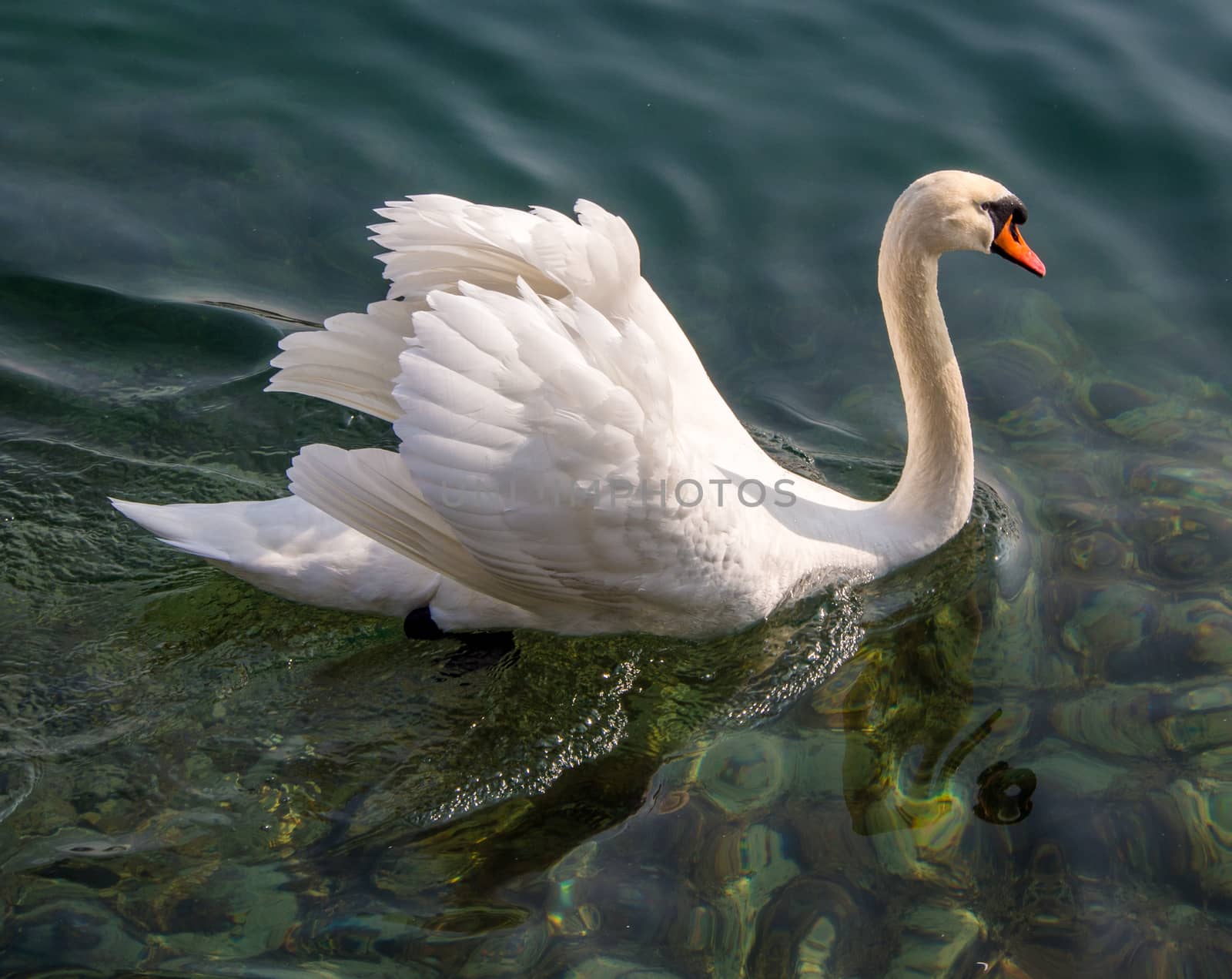 White Swan by danieldep