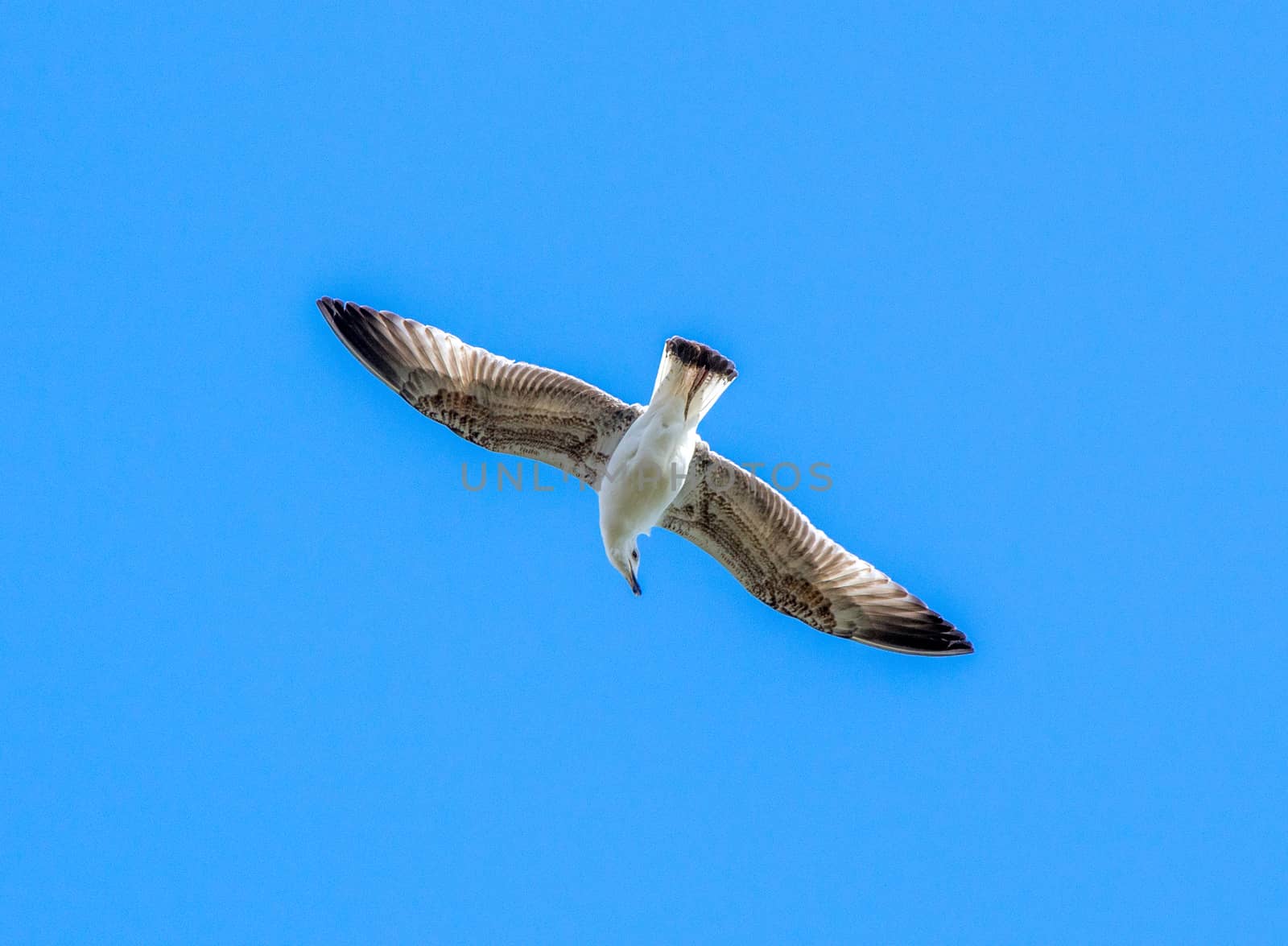 seagull flying in bright blue sky in Istanbul