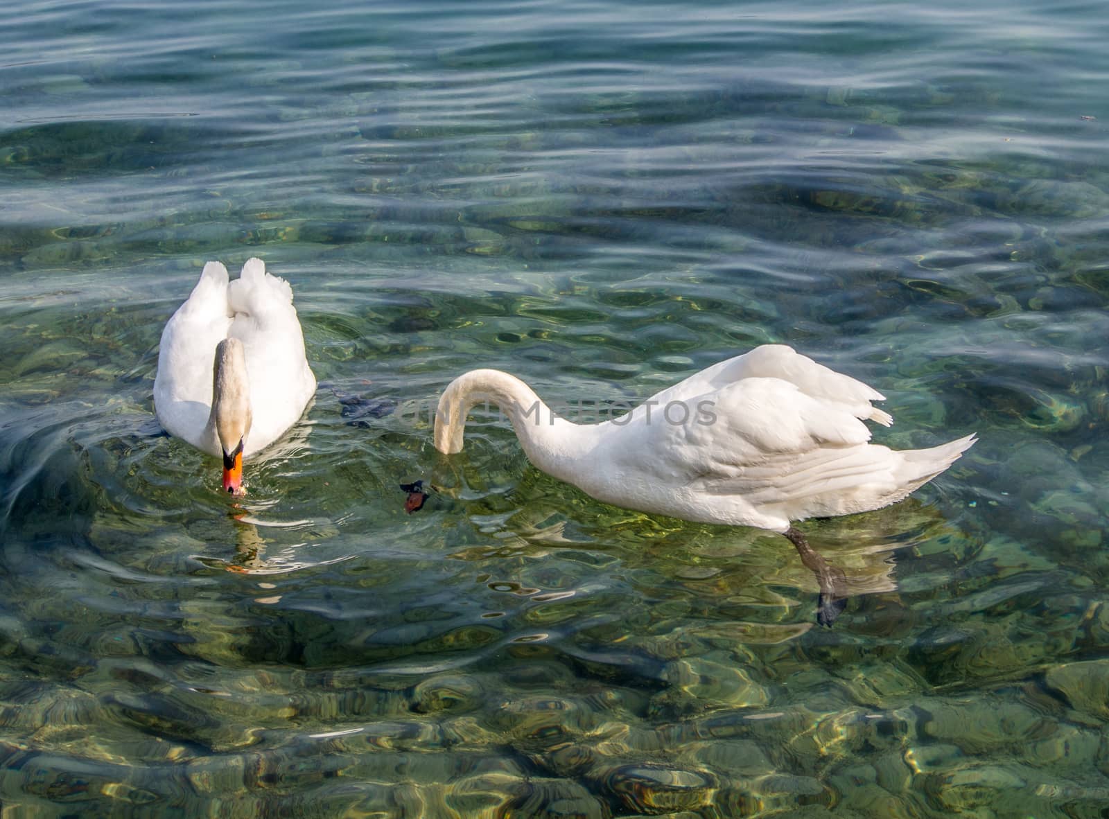 Two white swans looking for food on a clear lake