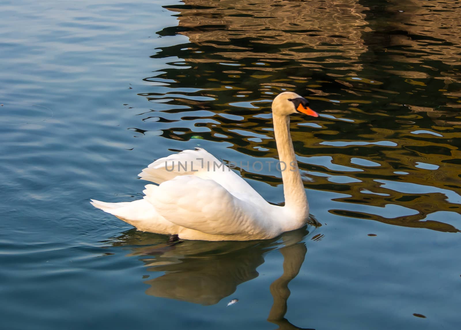 White swan swimming on a clear  lake