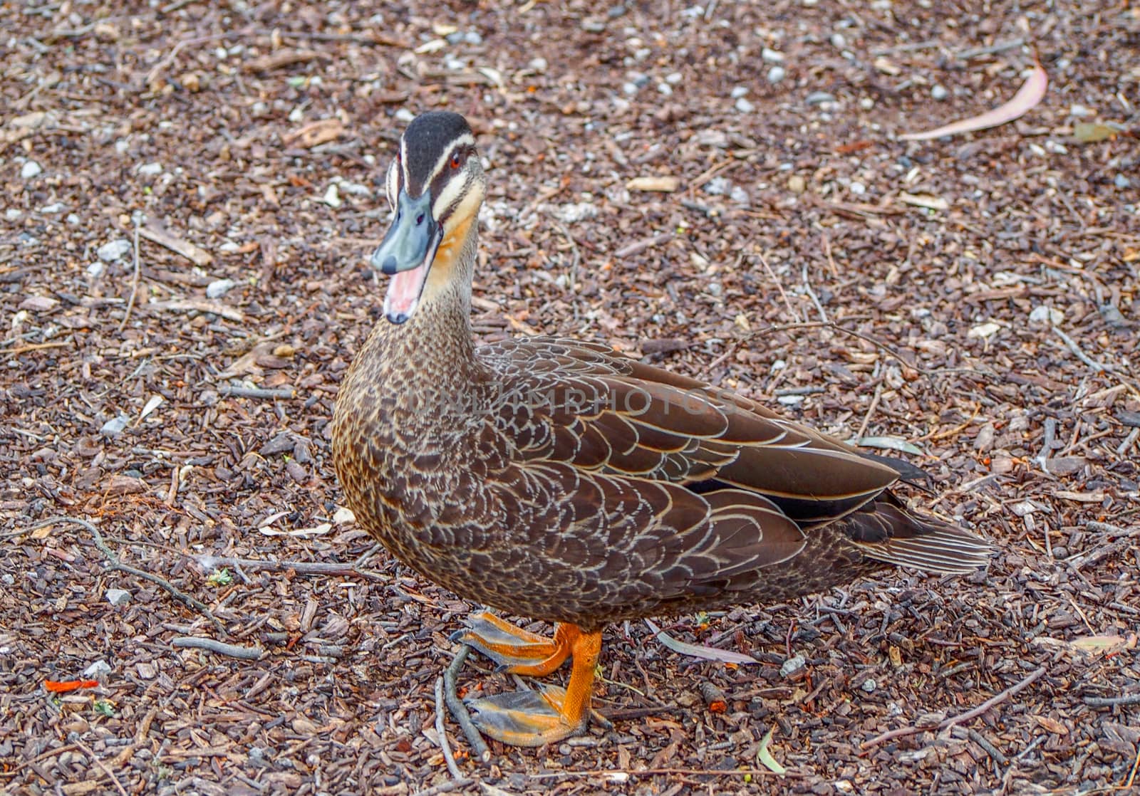 Brown duck walking around on the land