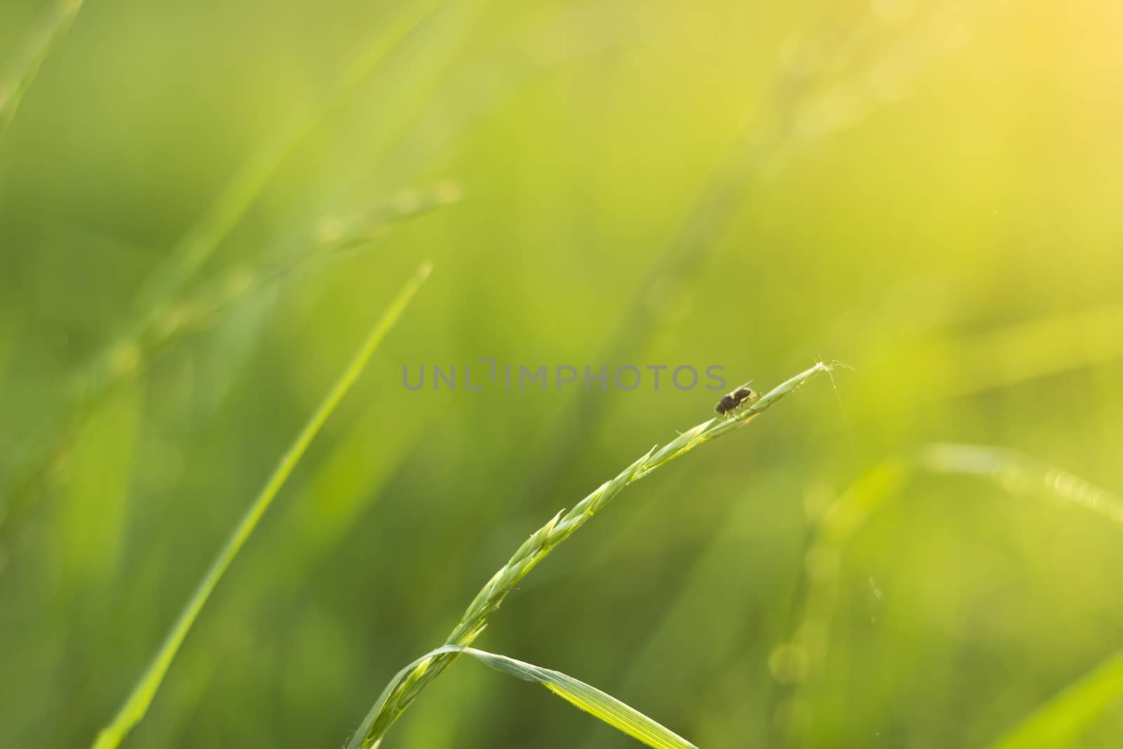 Fly on a meadow-shallow DOF by Kidza