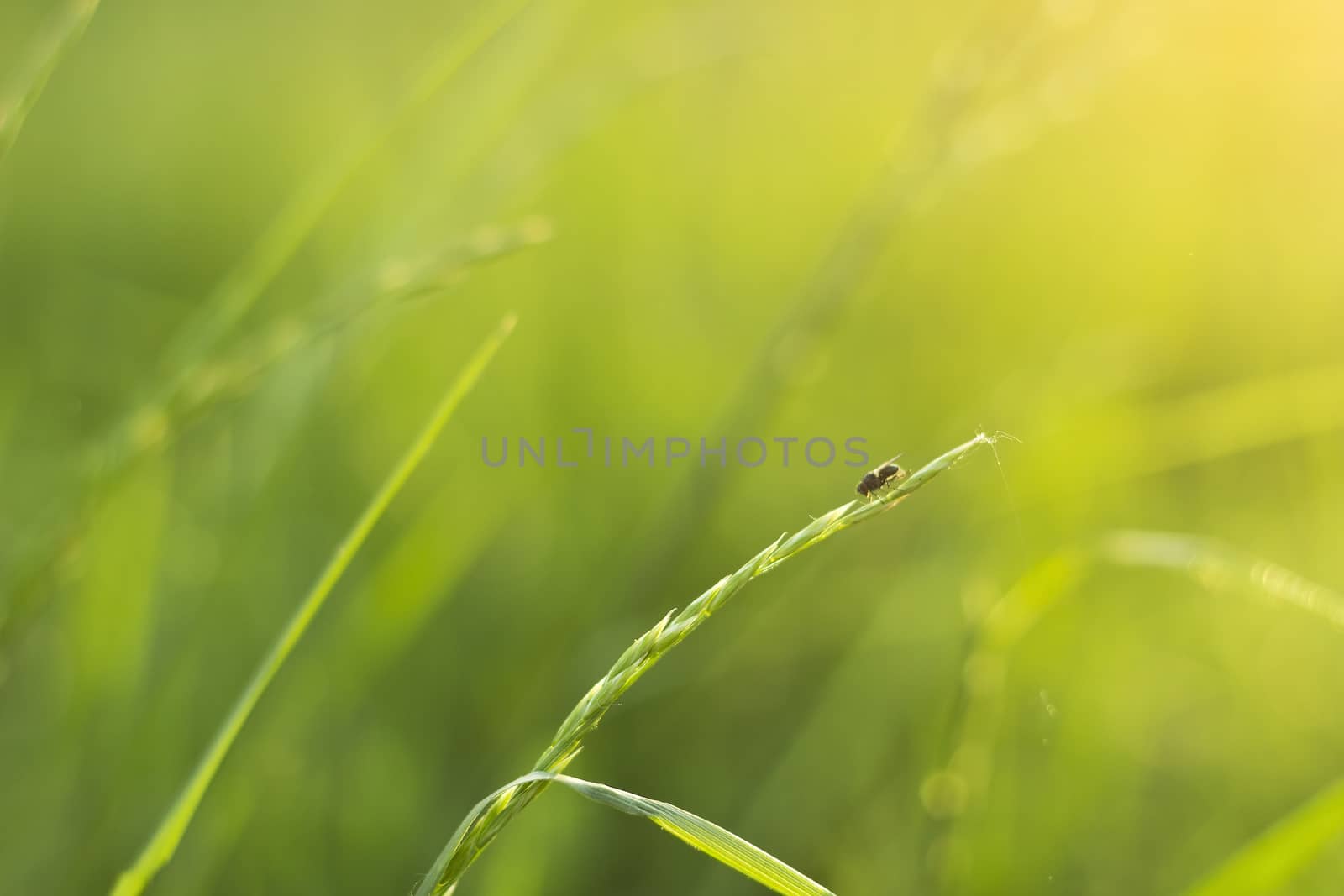 Fly on a meadow-nature background with space for text