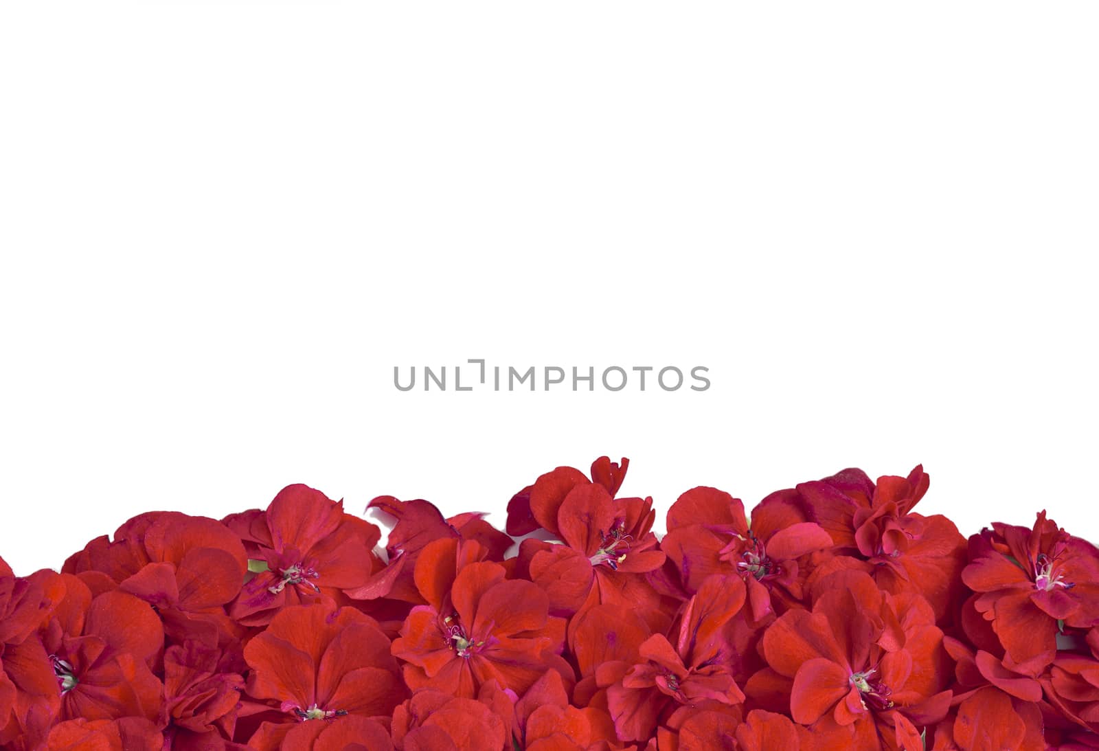 Banner of beautiful red flowers