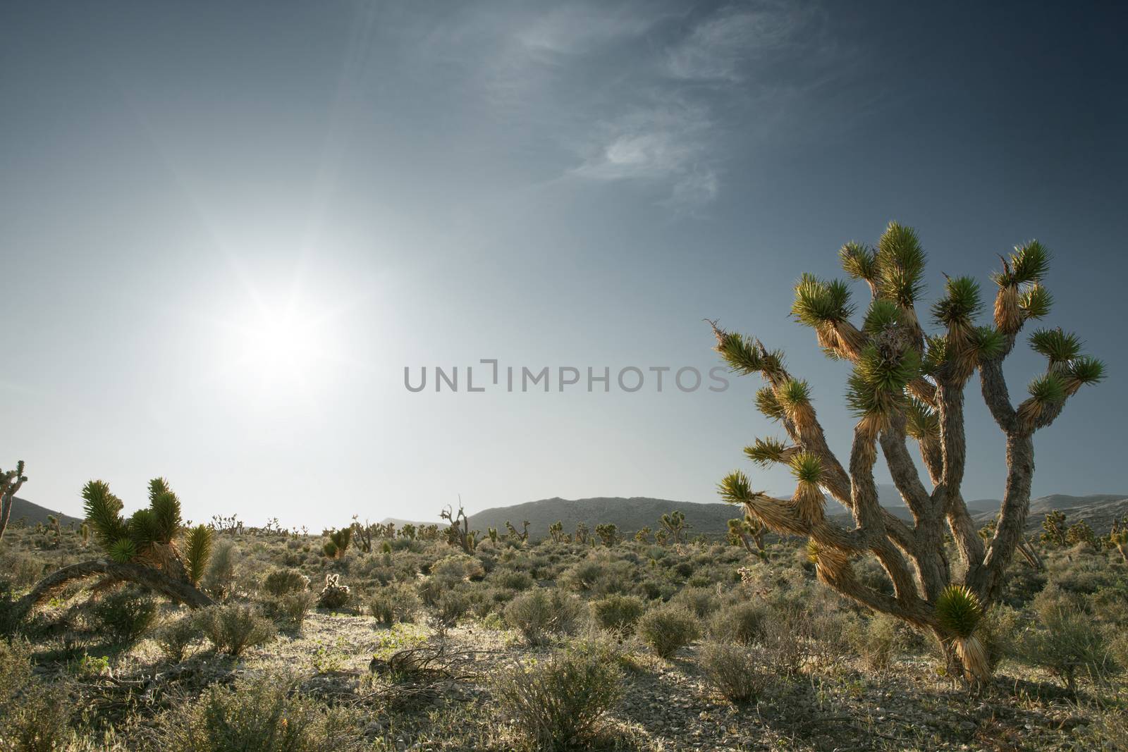 view of trees in Joshua tree national park  during sunset