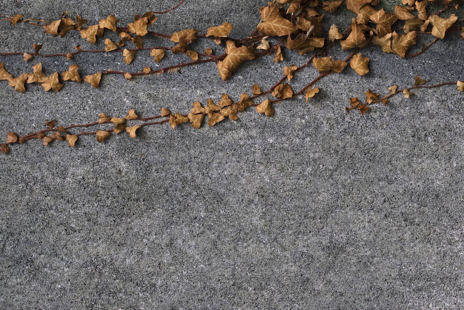 Horizontal front view of brown leaves grown on the top side of a concrete wall 
