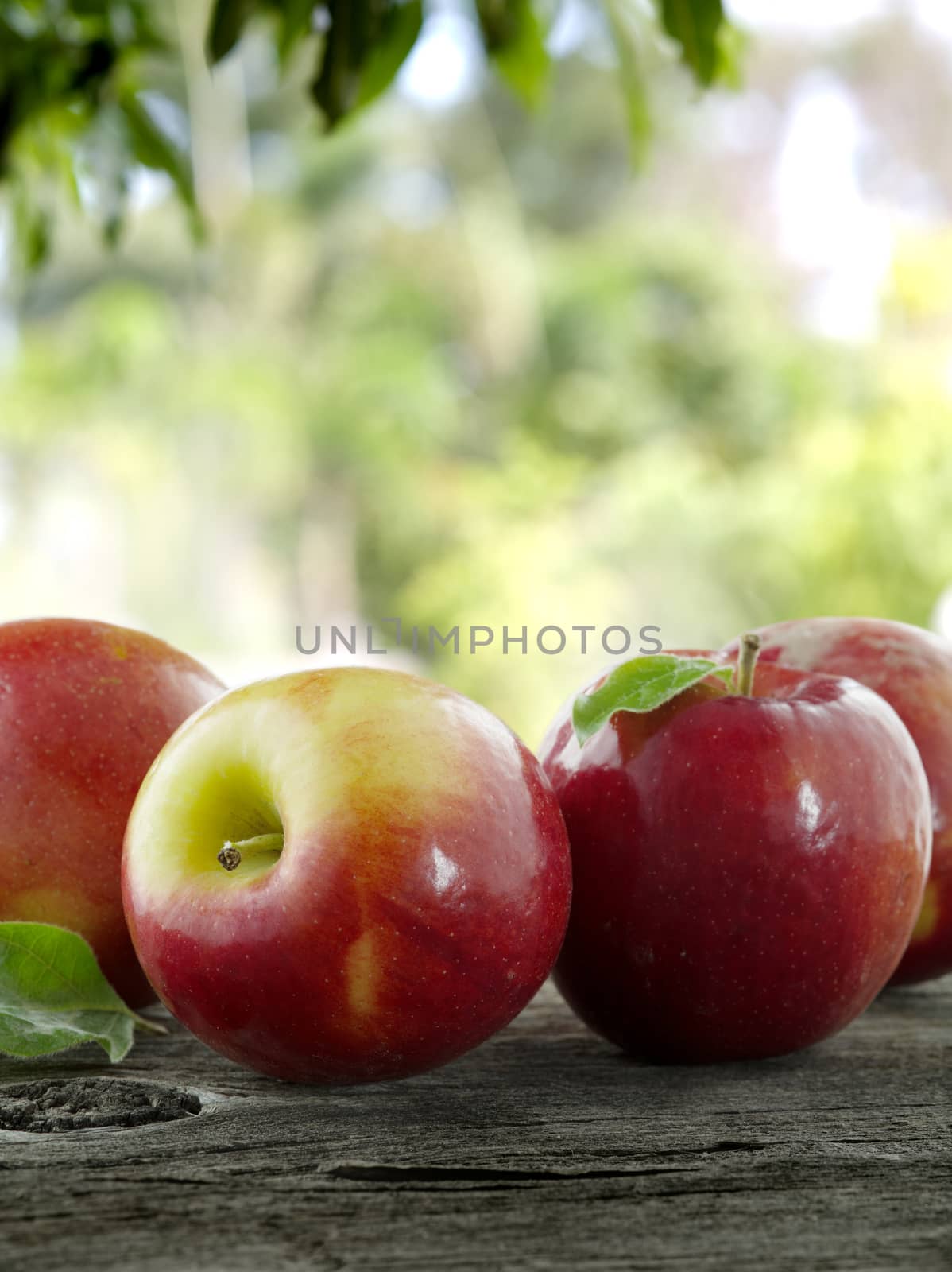 close up view of nice fresh apples on color background