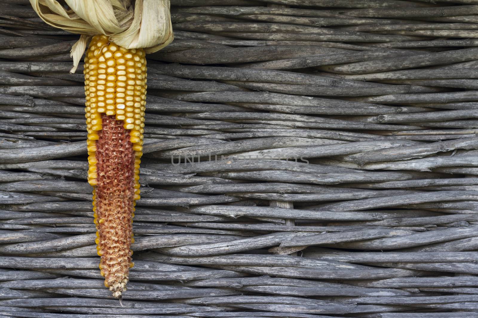 Horizontal front view of a half eaten yellow sweet maize ear on a wooden textured background