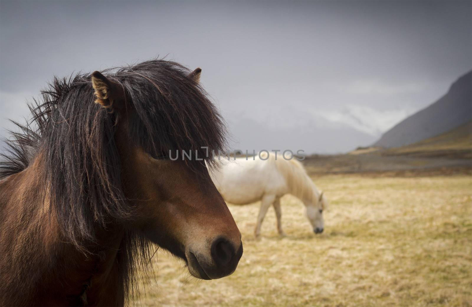 Horizontal composition of two Icelandic horses with mountains in the background near the city of Akureyri, Iceland