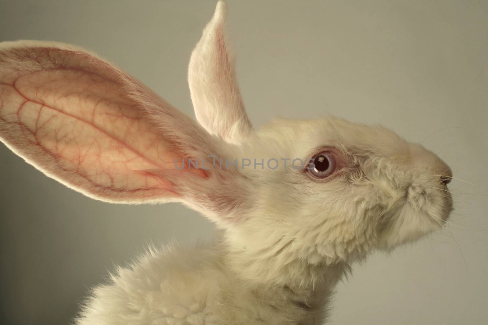 Portrait of a white rabbit with huge ears on grey background