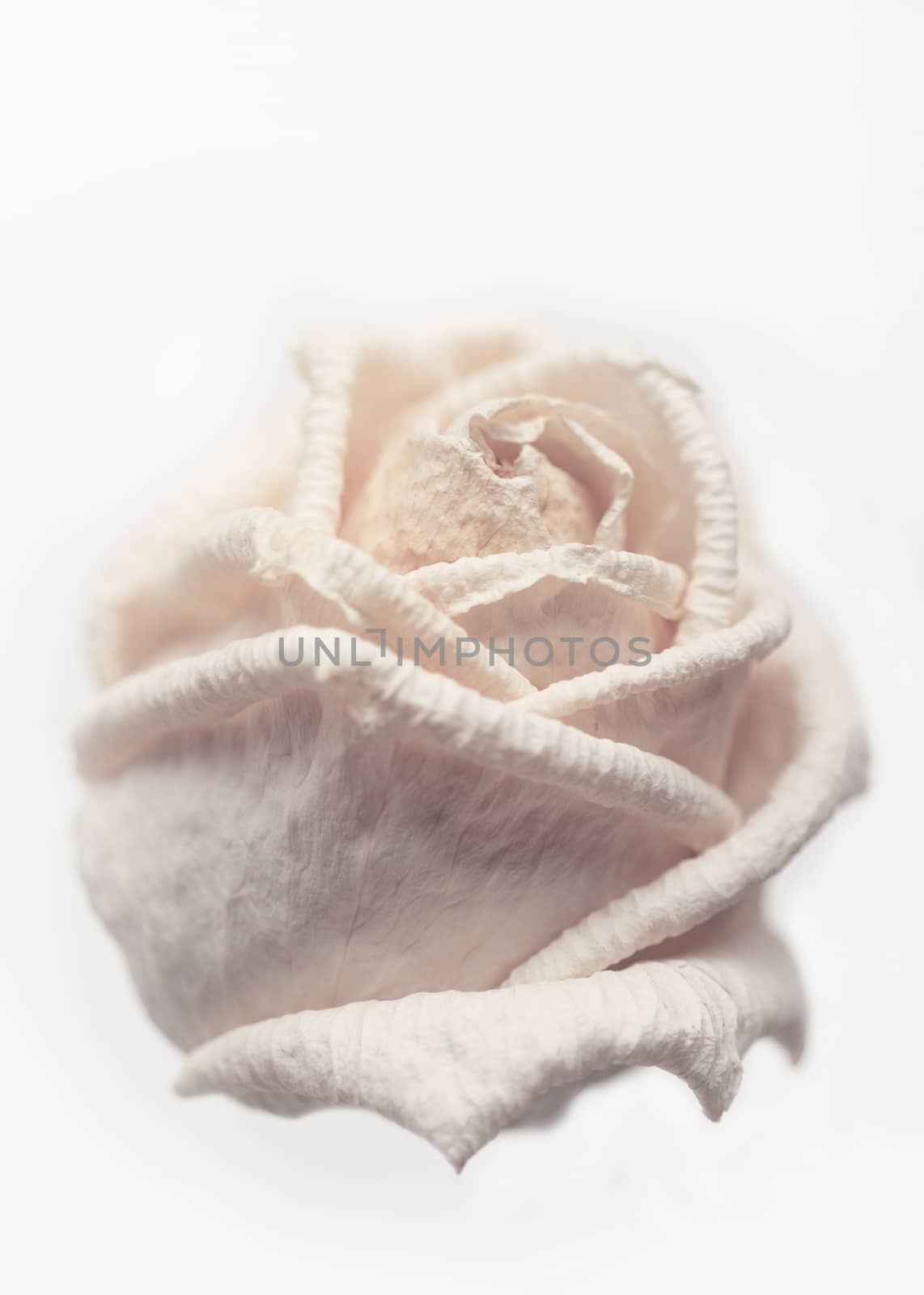 Withered white rose isolated on white background with shallow depth of field
