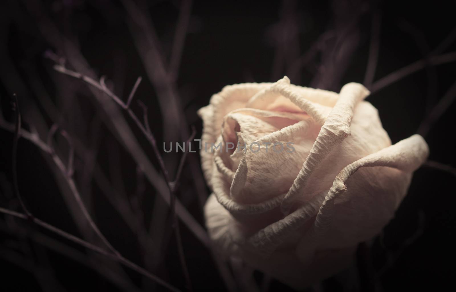 Withered white rose with branches on dark background