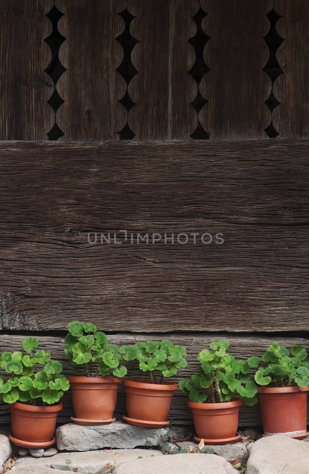 vertical front view of five vases with green plants standing on rocks with a wooden wall of a house in the background