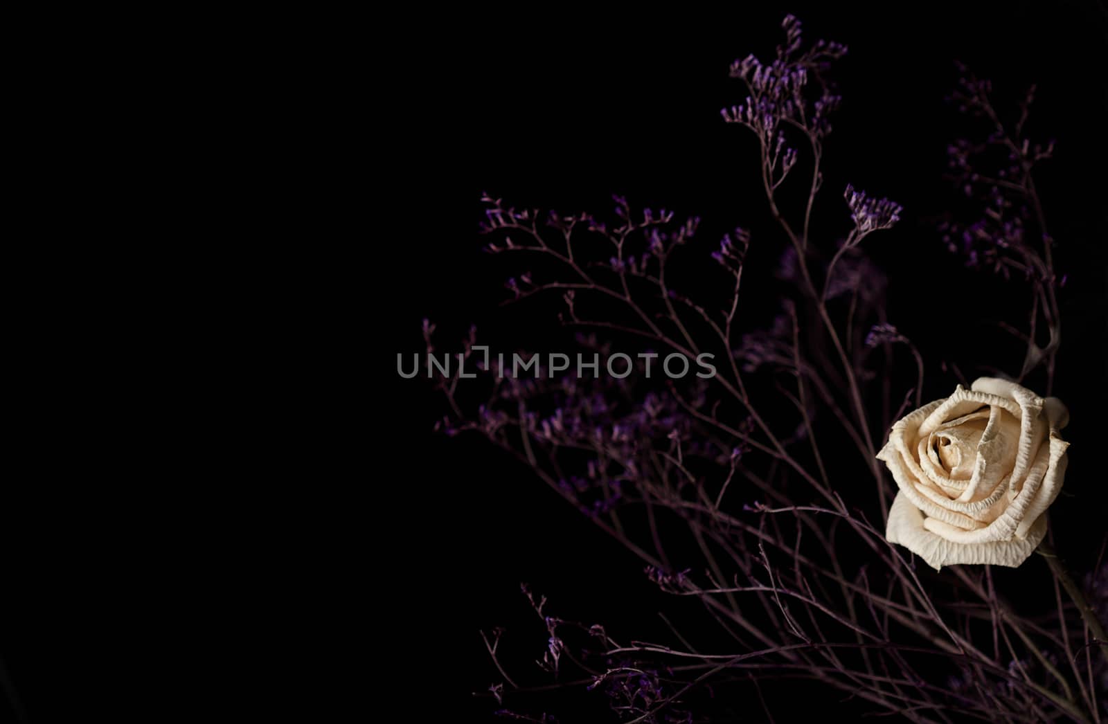 Horizontal photo of a withered white rose with branches on dark background
