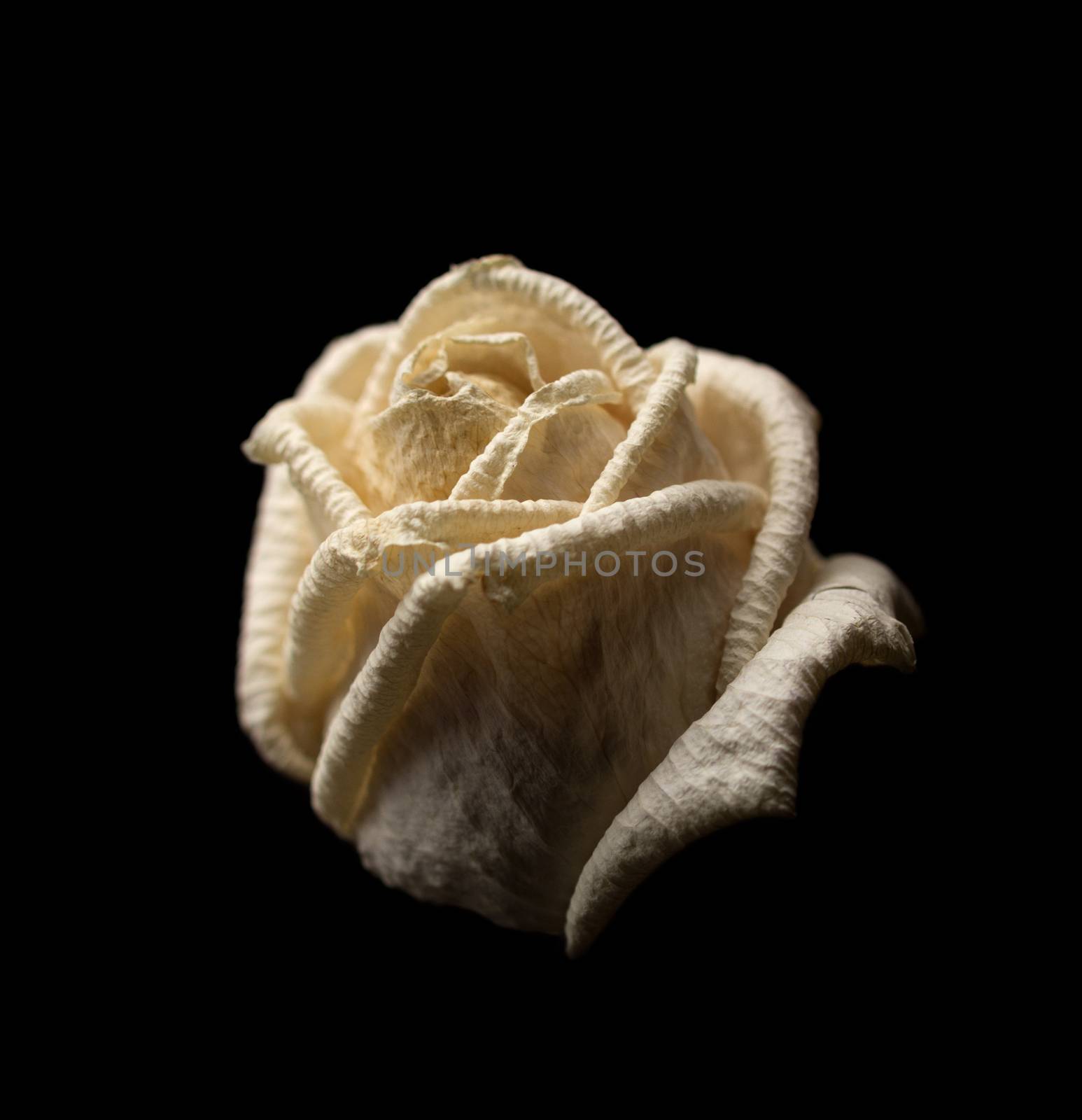 Square composition of a withered white rose on black background with shallow depth of field