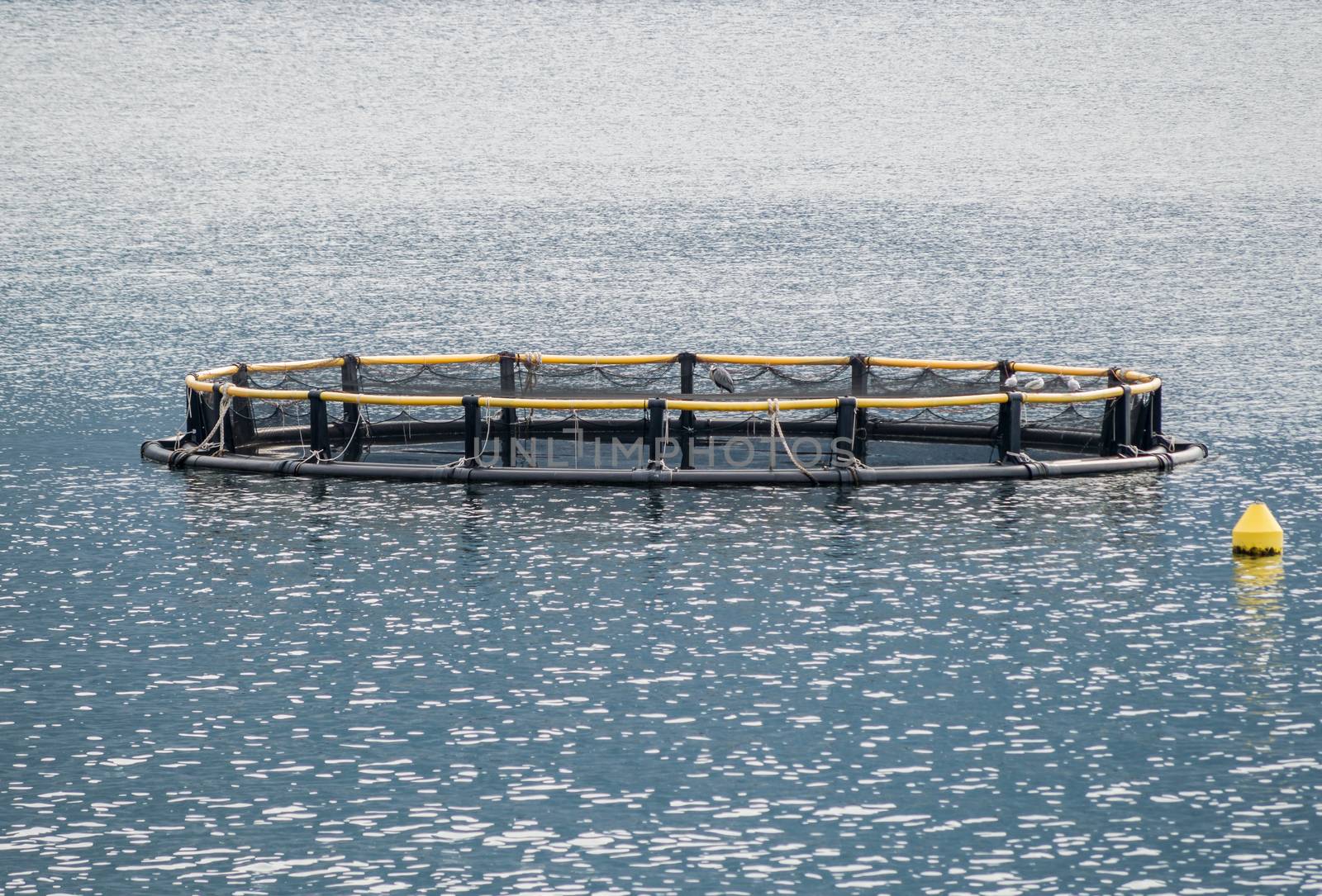 Cages for fish farming and the boat by radzonimo