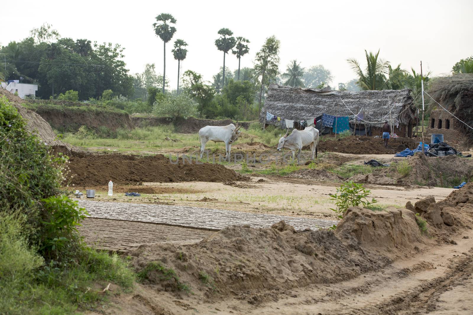 India, Tamil Nadu, Pondicherry aera. Rural life in small villages, poverty