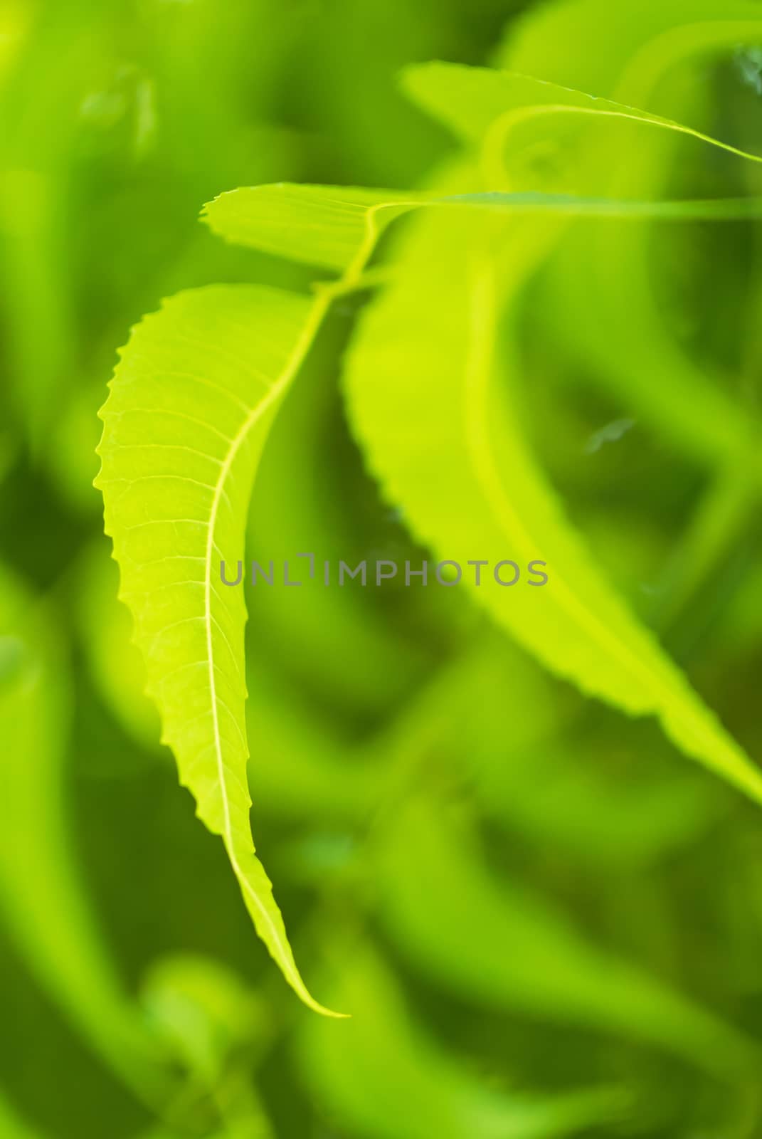 Rain on a green leaf .