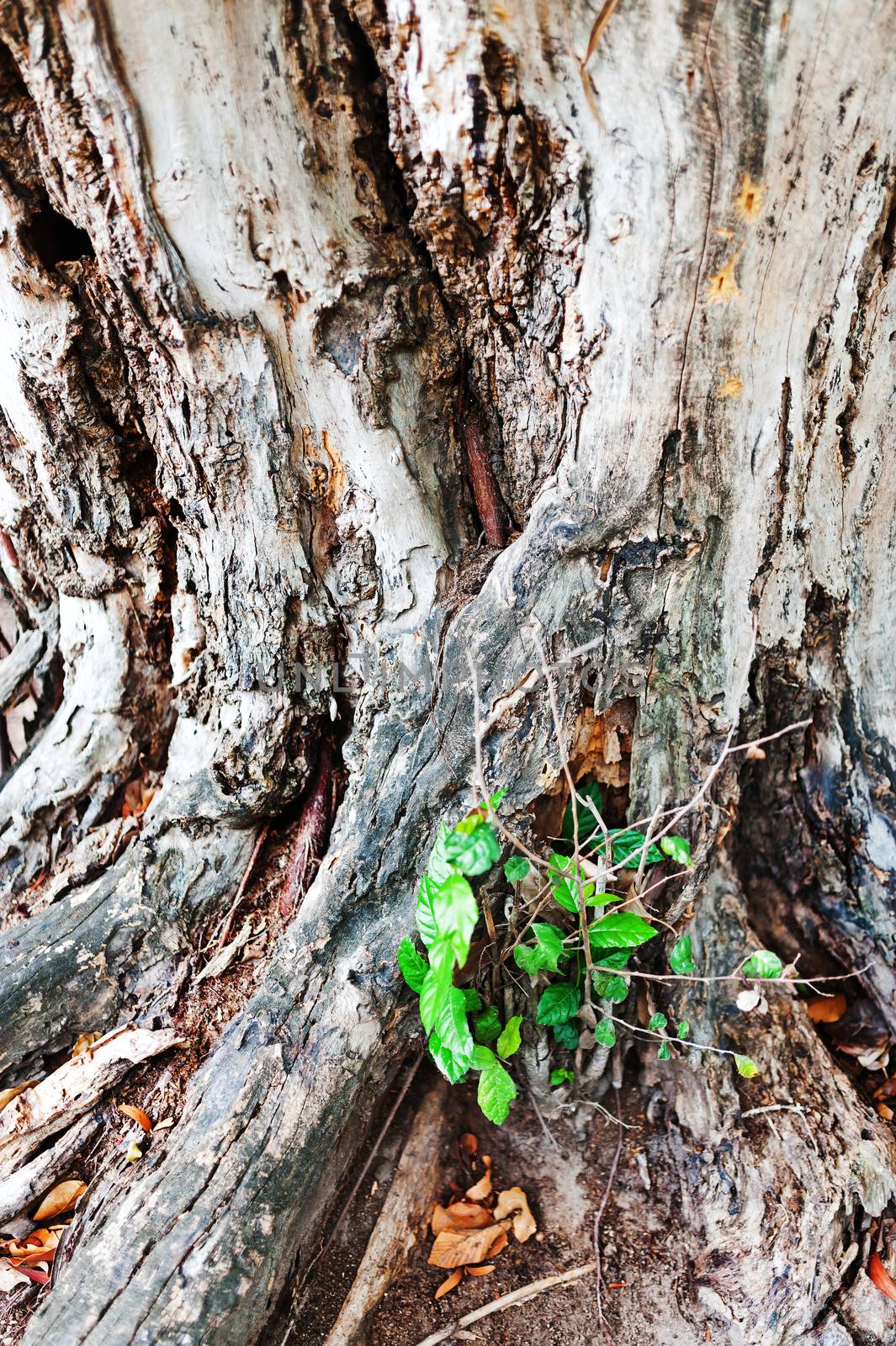 Tree  root in nature place .