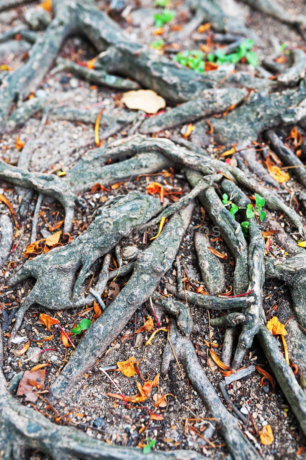 Tree  root in nature place .