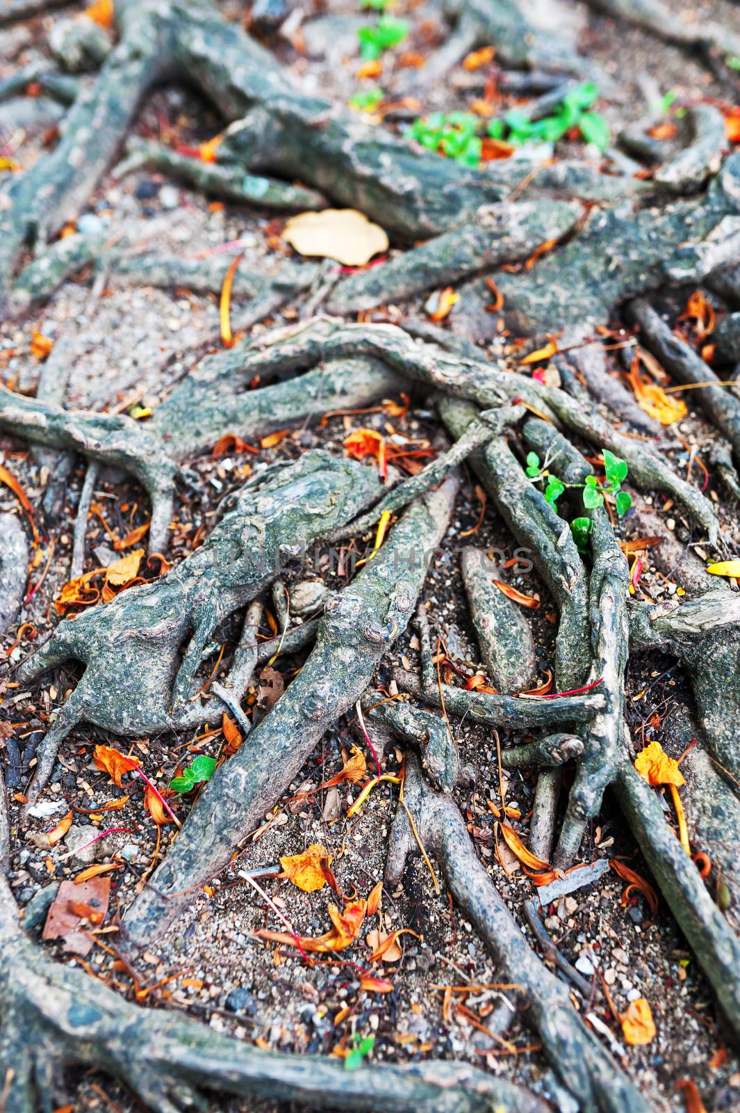 Tree  root in nature place .