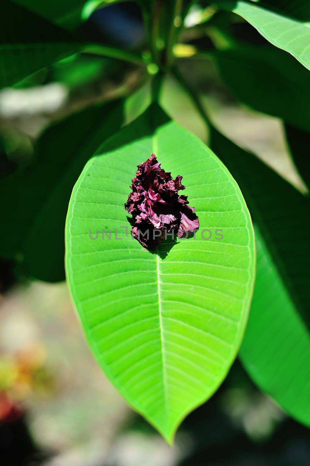 An Spring leaves in soft light .