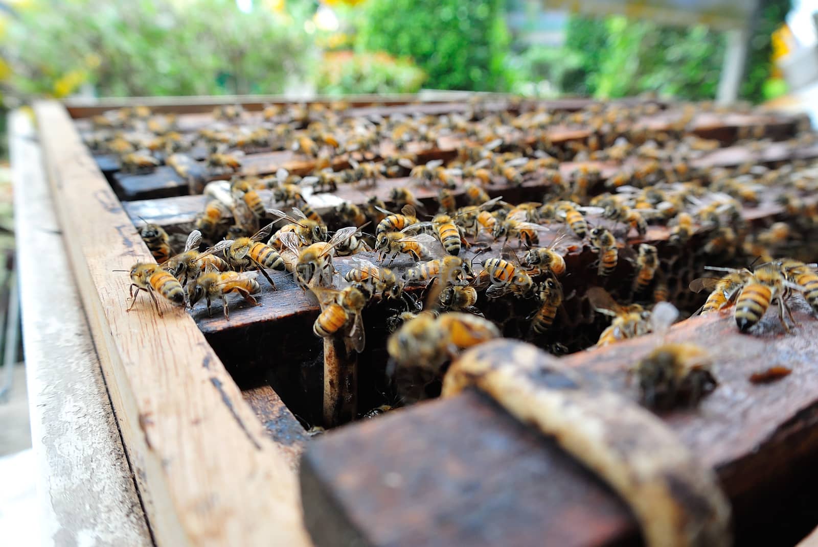 An honeycomb by human made on wood .