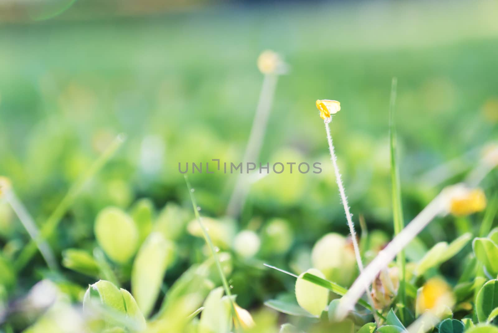 An Small Flowers Bed in sunlight .