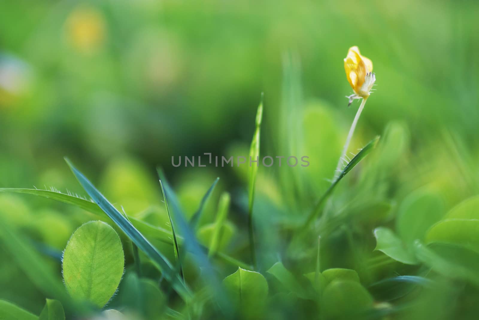 An Small Flowers Bed in sunlight .