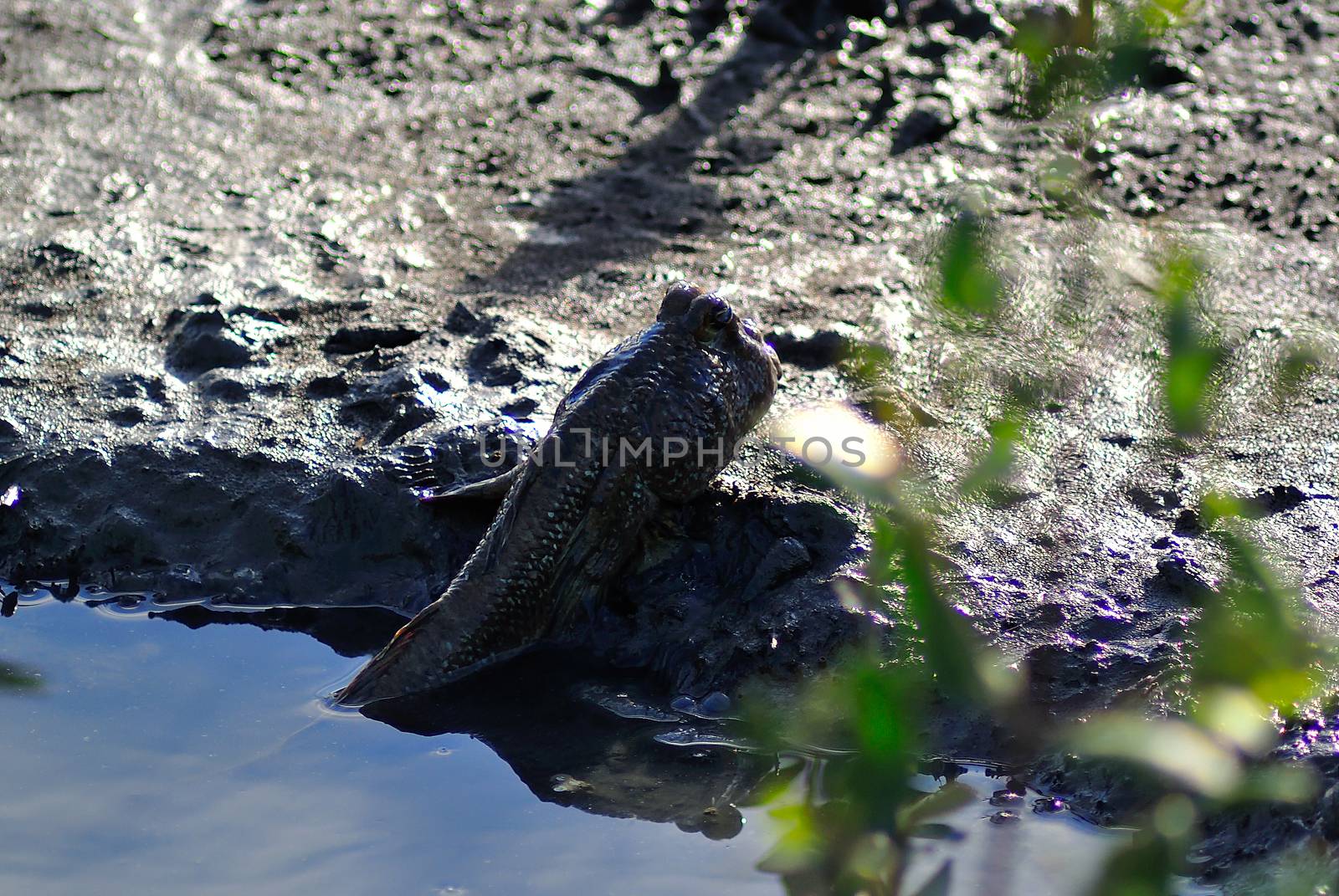 An mudskipper fish in nature place .