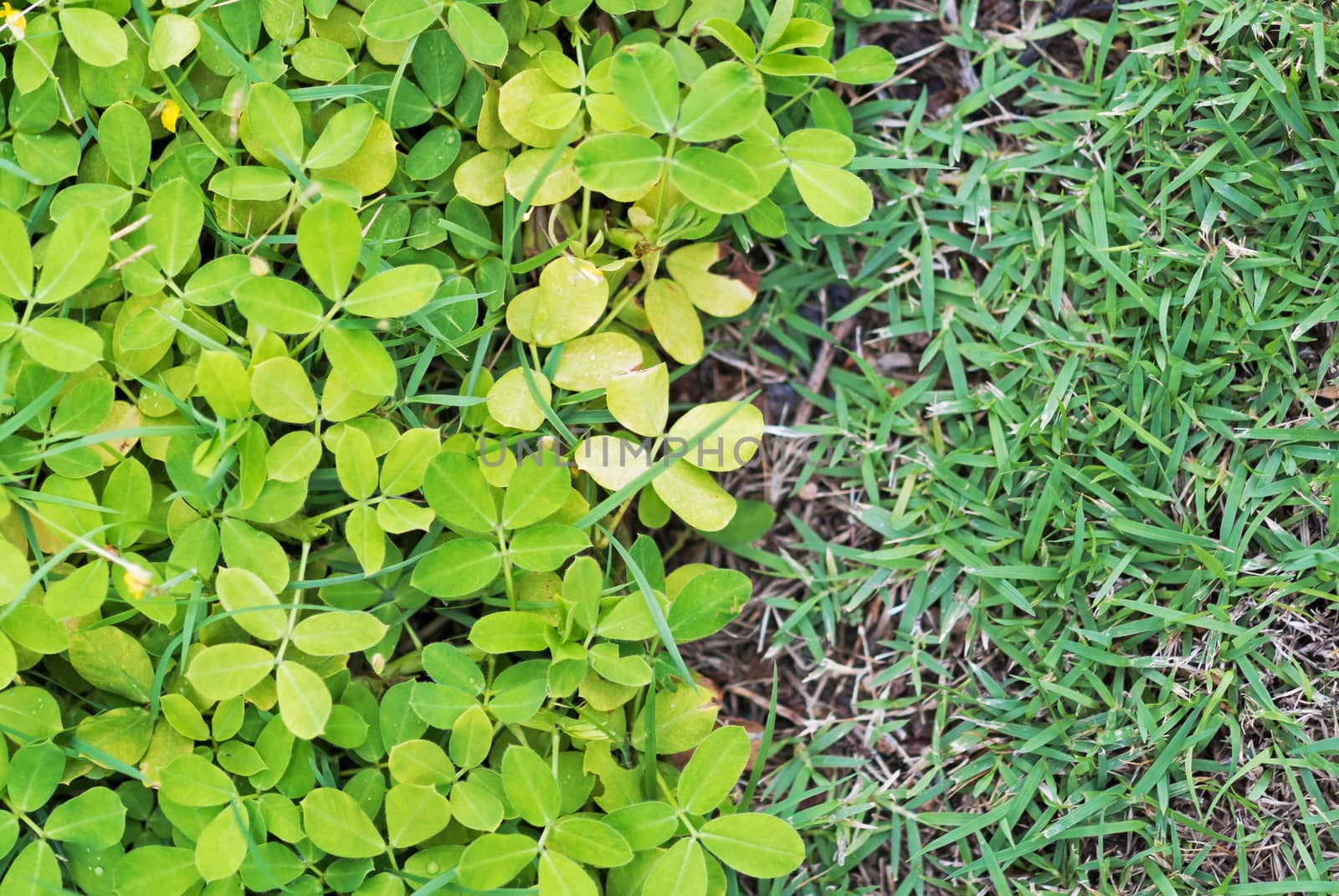 An Green grass border in soft light .