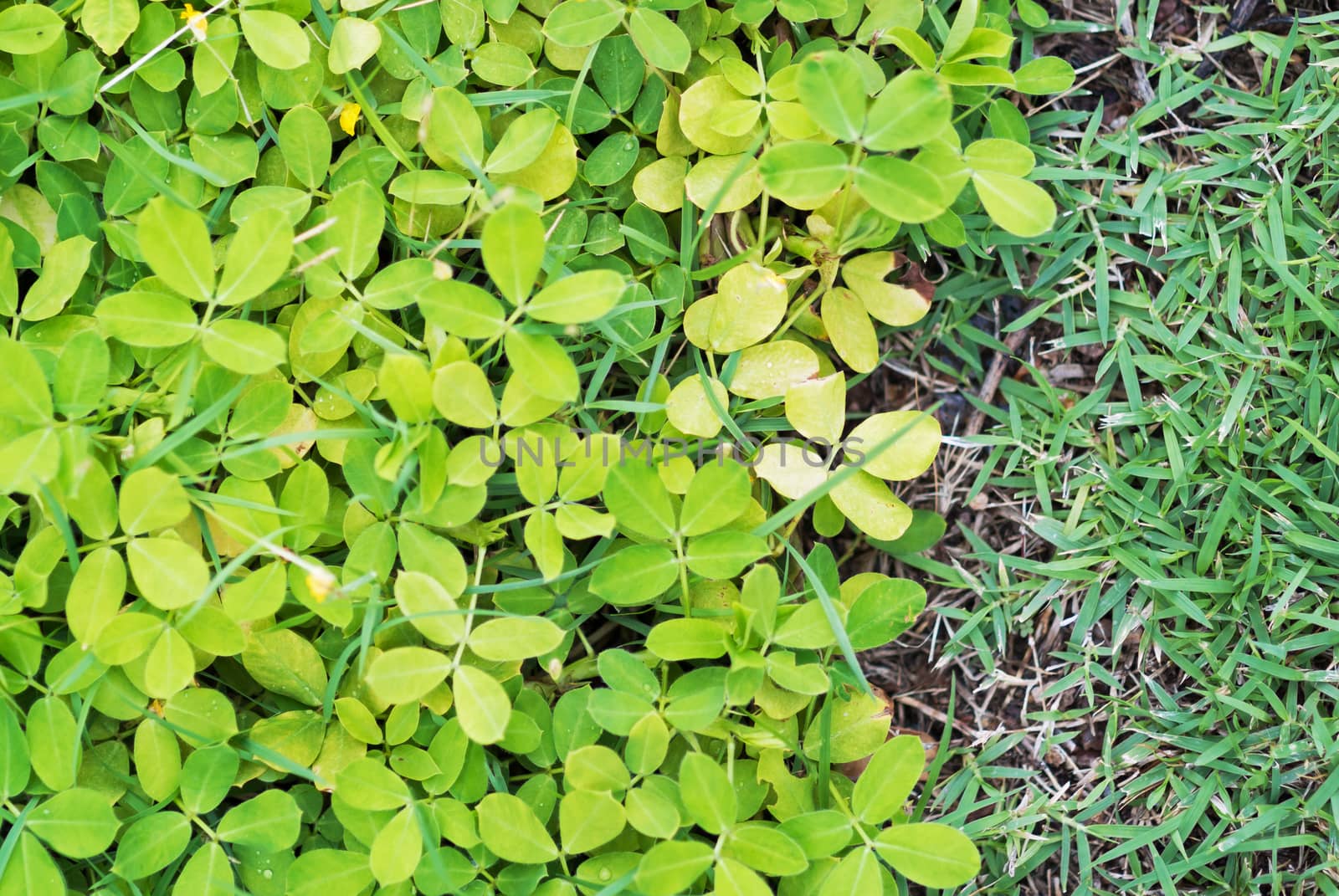 An Green grass border in soft light .