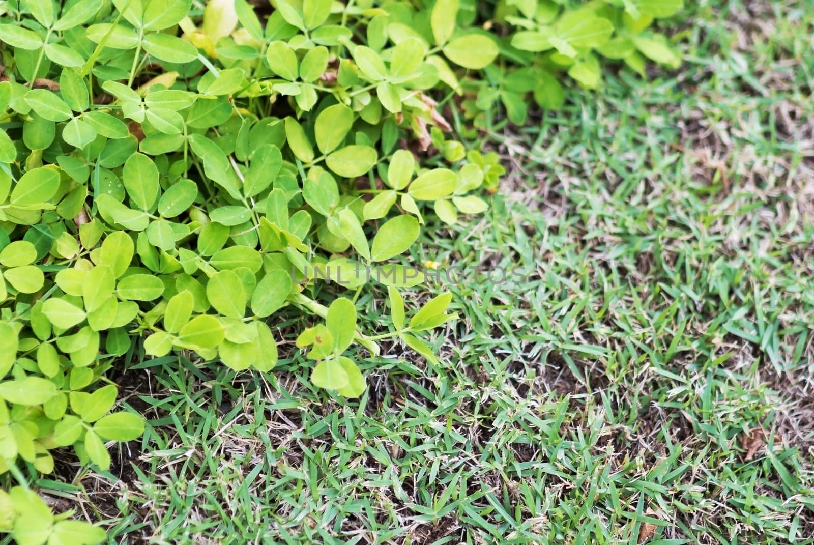 An Green grass border in soft light .