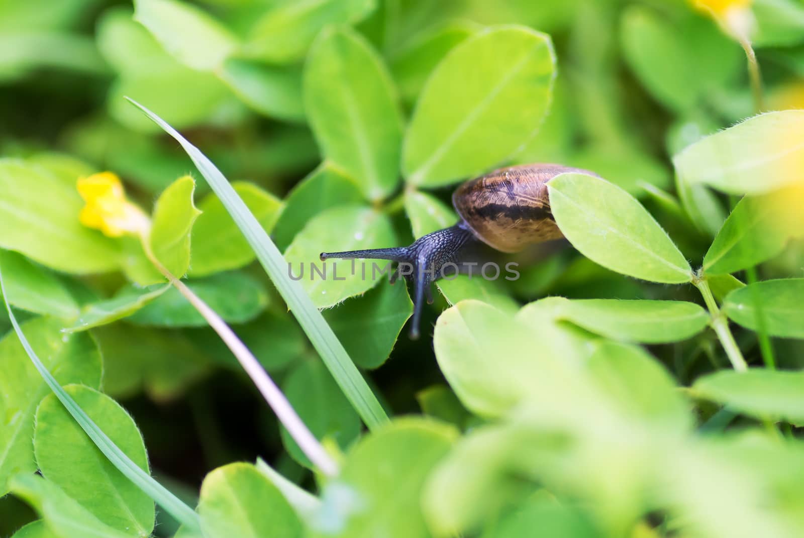 An Snail on leaf in garden green grass .