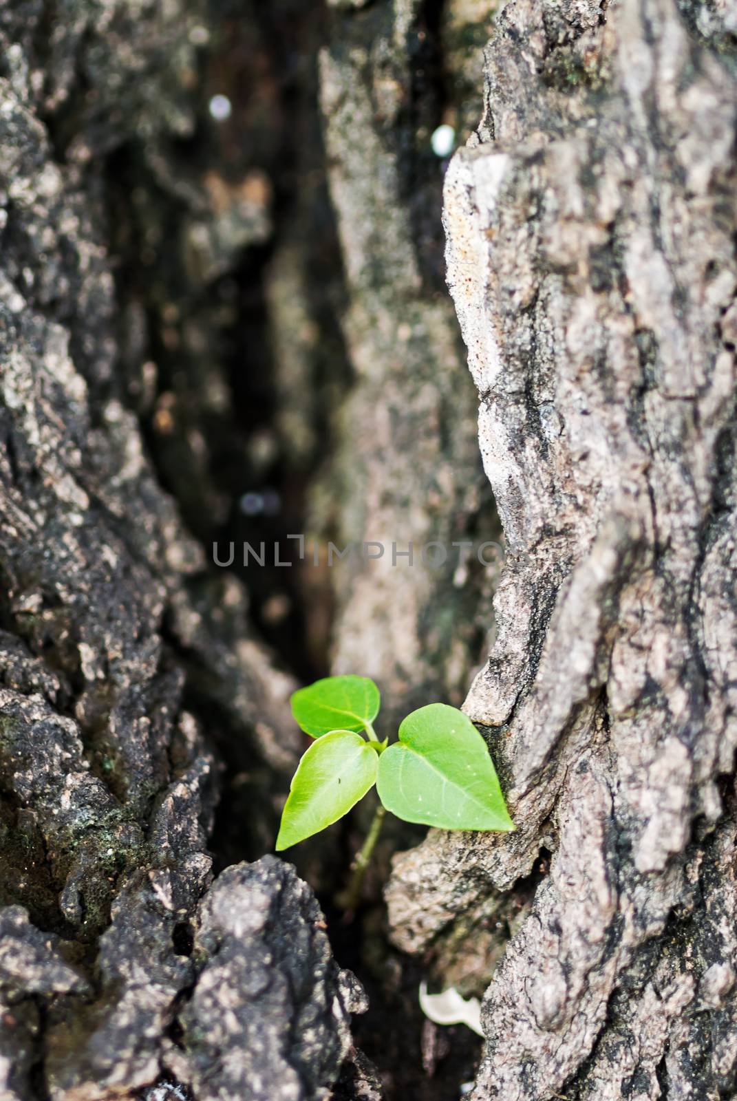 Small tree on big tree new generation .