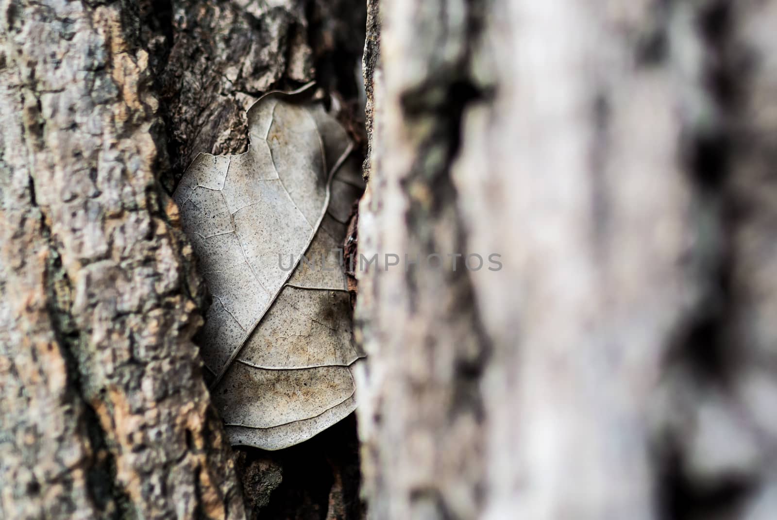 An Nature Leaf die in soft light .