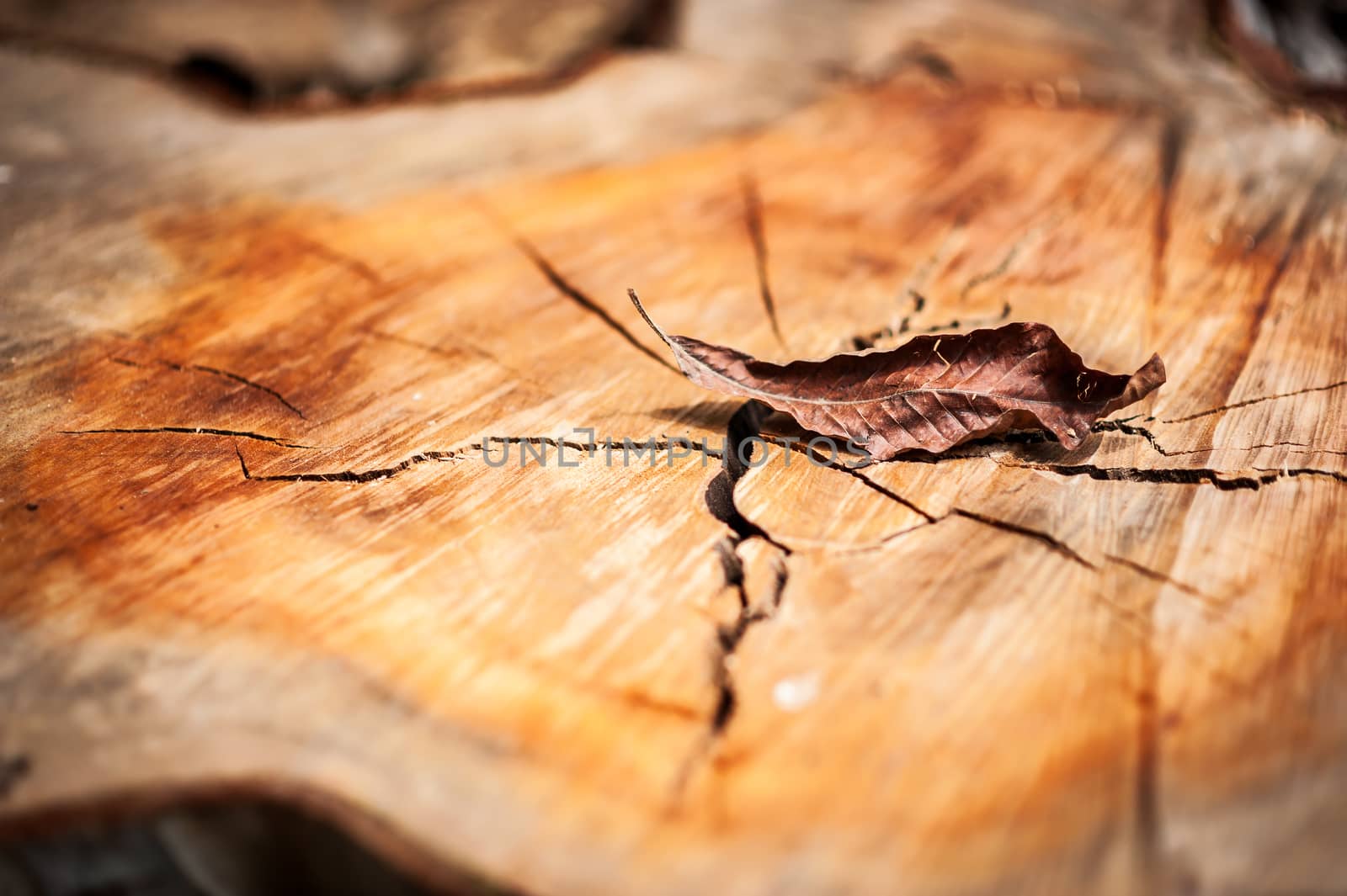 An Nature Leaf die in soft light .